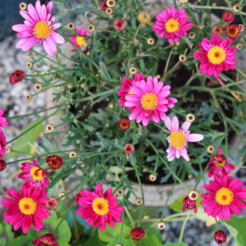 Argyranthemum frutescens Comet Pink in the GardenTags plant encyclopedia Comet Pink Marguerite Daisy in the GardenTags plant encyclopedia
