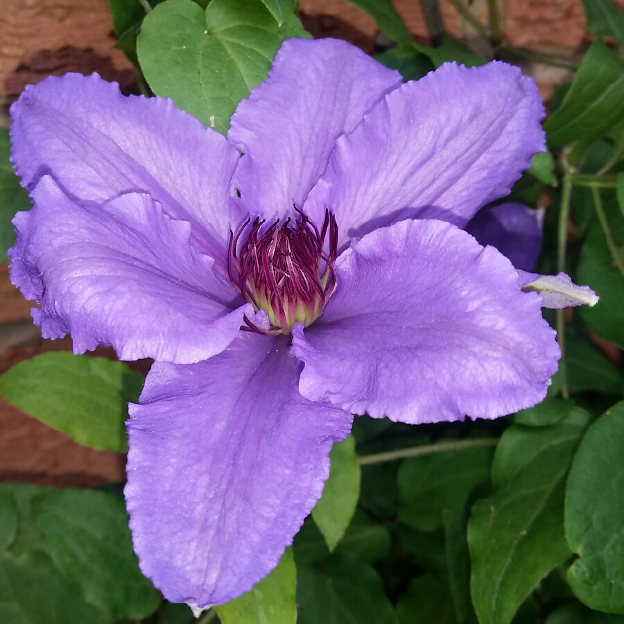 Clematis Parisienne™ evipo019 in the GardenTags plant encyclopedia Clematis Parisienne™ in the GardenTags plant encyclopedia