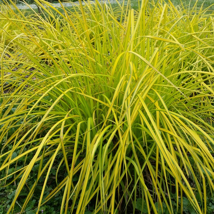 Carex elata ‘Bowles Golden’