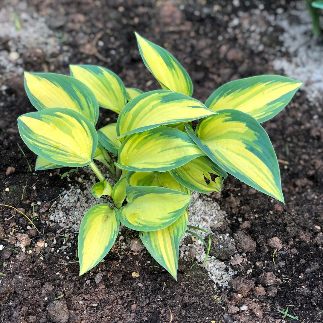 Hosta Remember Me in the GardenTags plant encyclopedia Plantain Lily Remember Me in the GardenTags plant encyclopedia