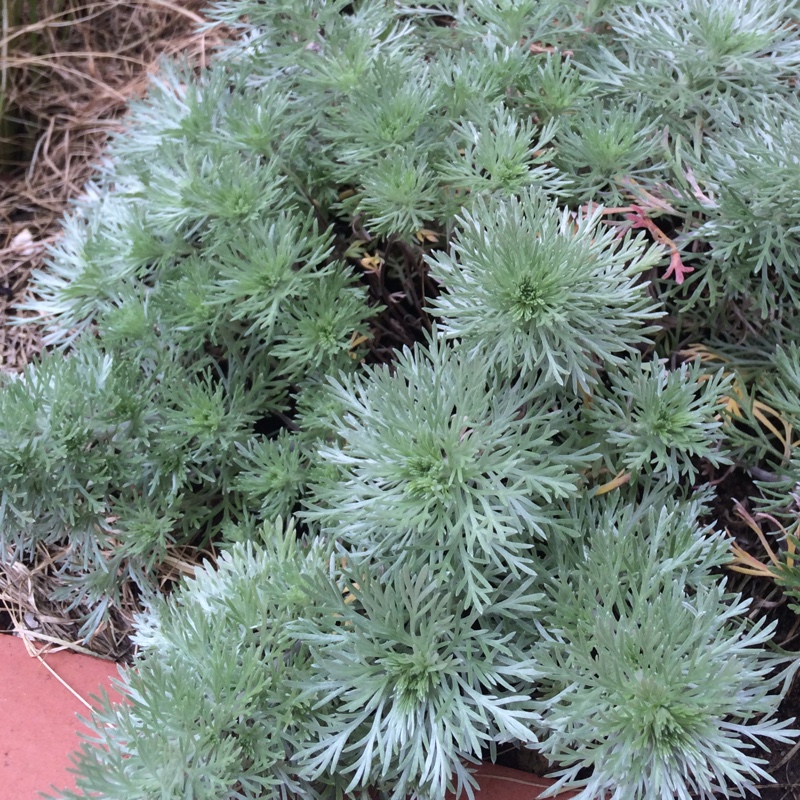 Artemisia schmidtiana Nana in the GardenTags plant encyclopedia Silvermound Nana in the GardenTags plant encyclopedia
