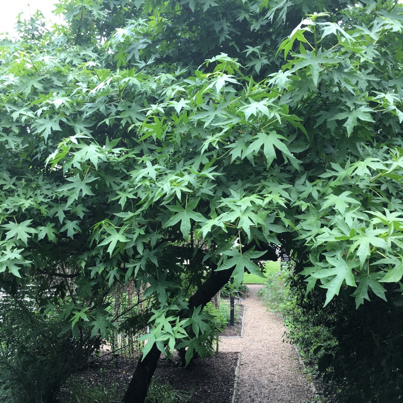 Liquidambar Orientalis in the GardenTags plant encyclopedia Oriental Sweet Gum Tree in the GardenTags plant encyclopedia