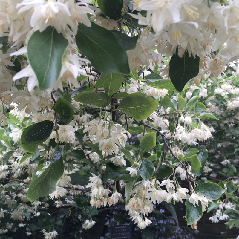 Styrax Officinalis in the GardenTags plant encyclopedia Snowdrop Bush in the GardenTags plant encyclopedia