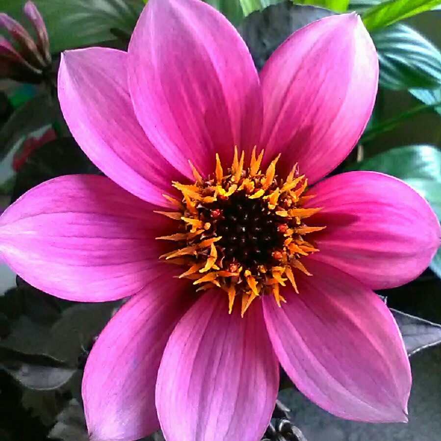 Dahlia Hdpu165 (Happy Days Series) syn. Dahlia Happy Days Purple in the GardenTags plant encyclopedia Dahlia Happy Days Purple (Bedding) in the GardenTags plant encyclopedia