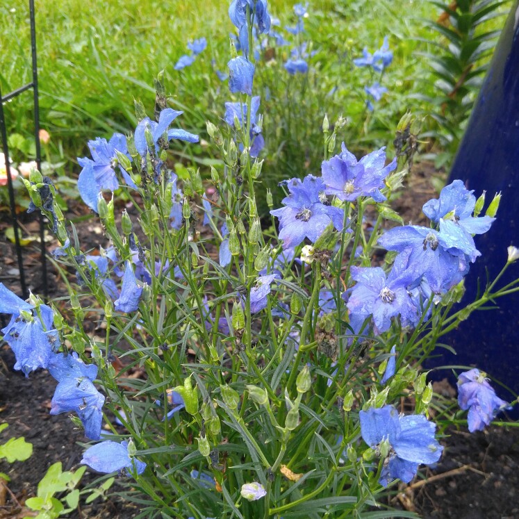 Aquilegia vulgaris Clementine Blue in the GardenTags plant encyclopedia Columbine Clementine Blue in the GardenTags plant encyclopedia