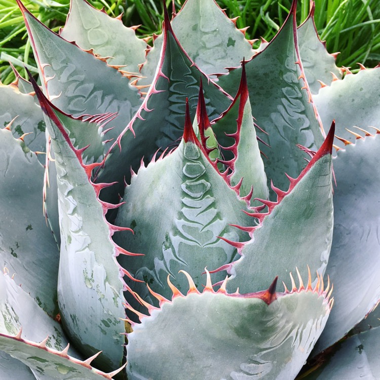 Agave in the GardenTags plant encyclopedia