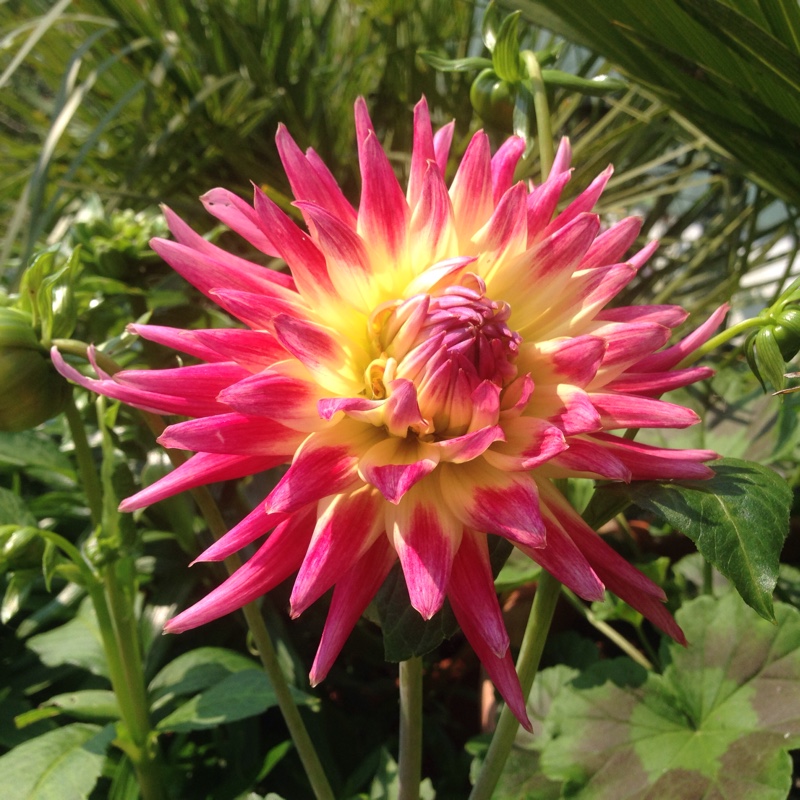 Dahlia Tahiti Sunrise in the GardenTags plant encyclopedia Dahlia Tahiti Sunrise in the GardenTags plant encyclopedia