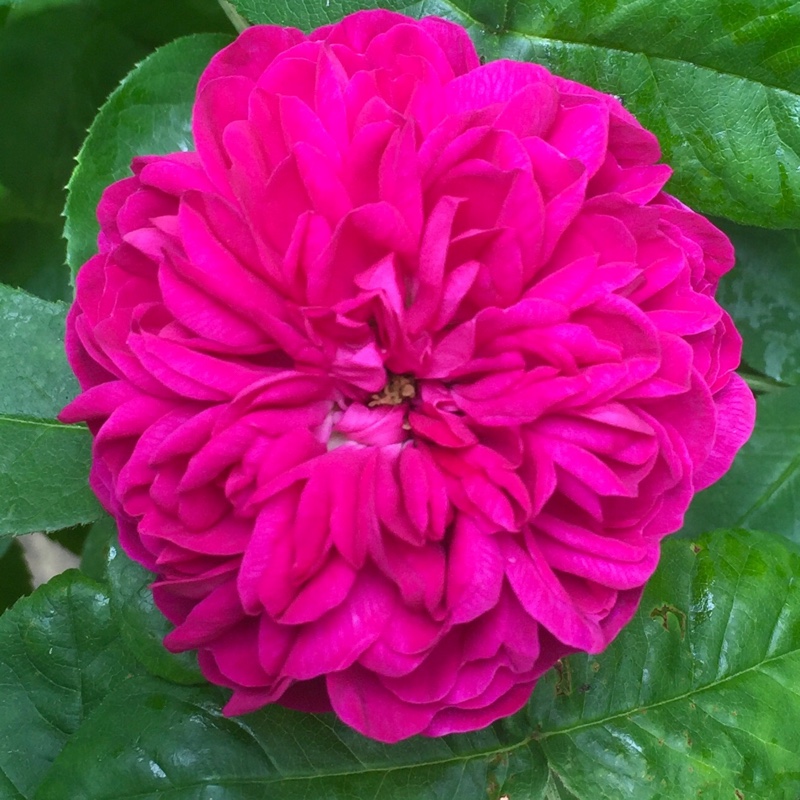 Rosa De Resht syn. Rosa De Rescht, Rosa Rescht, Rosa Rose de Rescht in the GardenTags plant encyclopedia Rose De Resht (Damask Portland) in the GardenTags plant encyclopedia