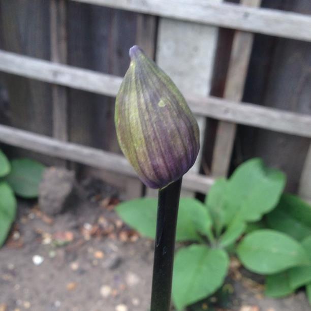 Agapanthus Black Magic in the GardenTags plant encyclopedia African Lily Black Magic in the GardenTags plant encyclopedia
