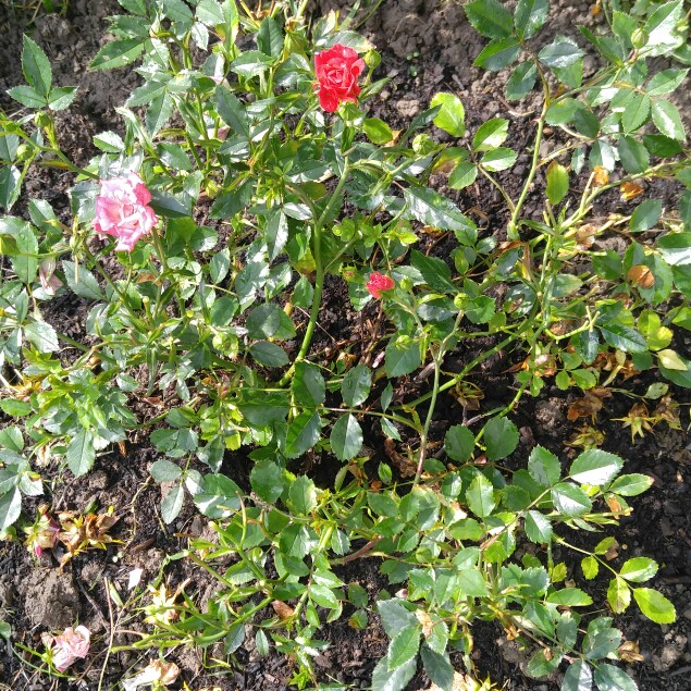 Rose Red Drift (Ground Cover) in the GardenTags plant encyclopedia