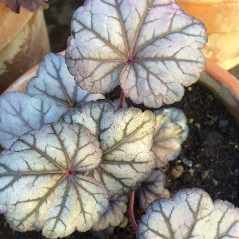 Heuchera Sugar Plum in the GardenTags plant encyclopedia Alumroot Sugar Plum in the GardenTags plant encyclopedia