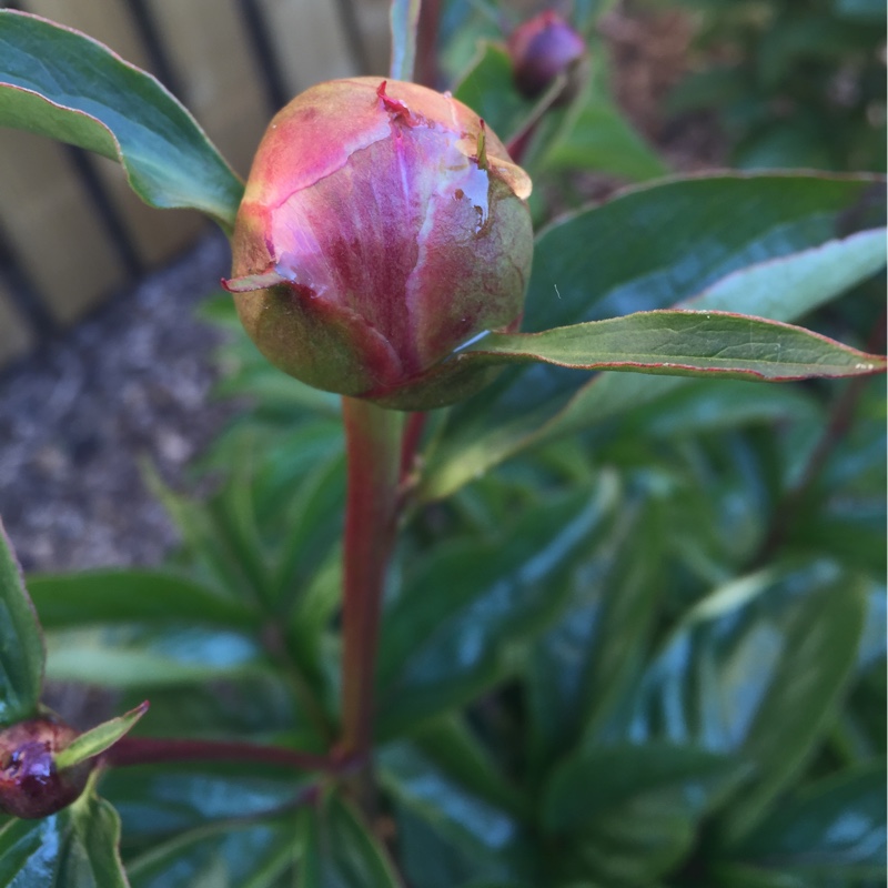 Paeonia lactiflora Monsieur Jules Elie in the GardenTags plant encyclopedia Peony Monsieur Jules Elie (Herbaceous) in the GardenTags plant encyclopedia