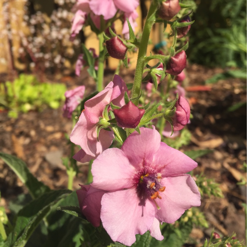 Verbascum Pink Kisses in the GardenTags plant encyclopedia Mullein Pink Kisses in the GardenTags plant encyclopedia