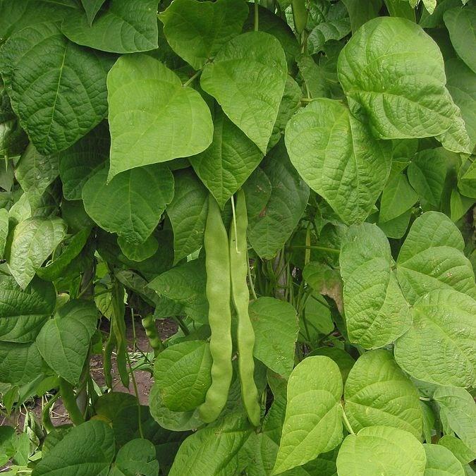 Phaseolus vulgaris Purple King in the GardenTags plant encyclopedia Climbing French Bean Purple King in the GardenTags plant encyclopedia