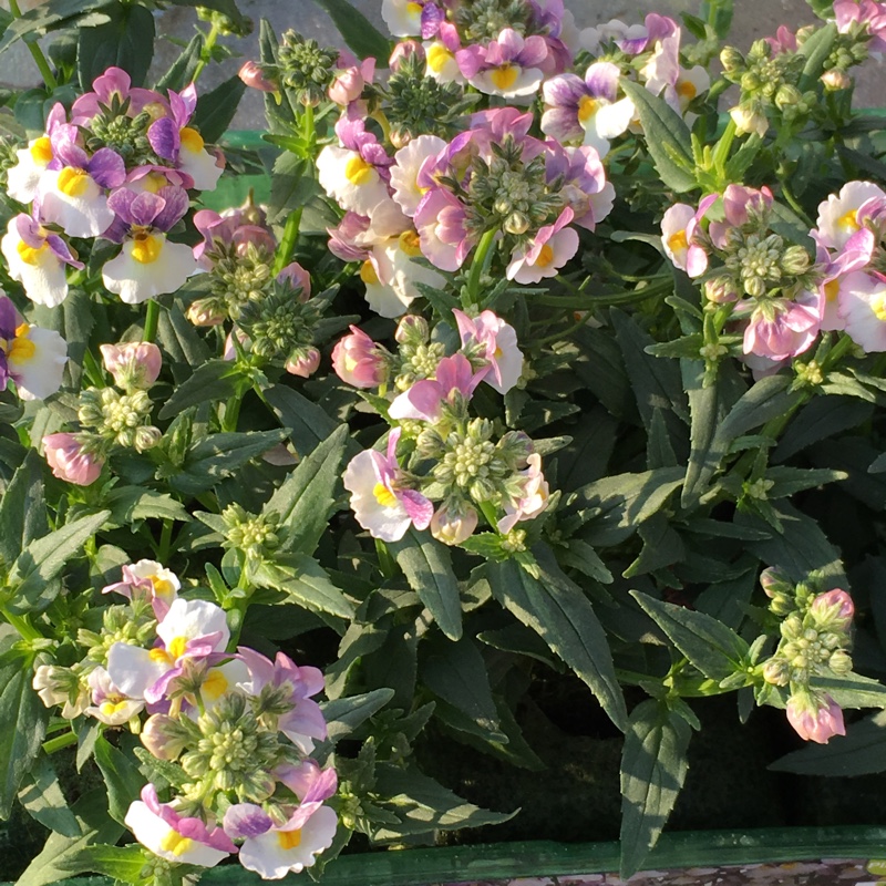 Nemesia maritana Blueberry Ripple in the GardenTags plant encyclopedia Nemesia Blueberry Ripple in the GardenTags plant encyclopedia