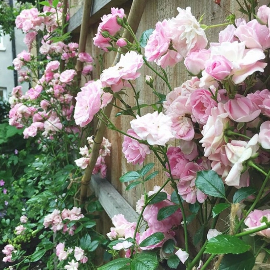 Rosa Super Fairy in the GardenTags plant encyclopedia Rose Super Fairy in the GardenTags plant encyclopedia