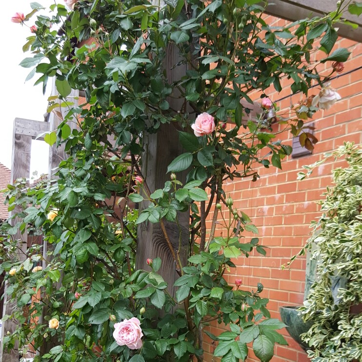 Rose A Shropshire Lad (Shrub) in the GardenTags plant encyclopedia
