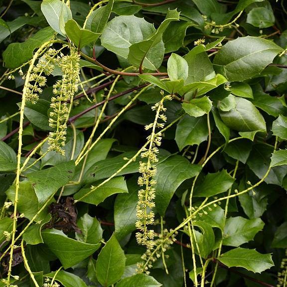 Itea ilicifolia in the GardenTags plant encyclopedia Holly Leaved Sweet Spire in the GardenTags plant encyclopedia