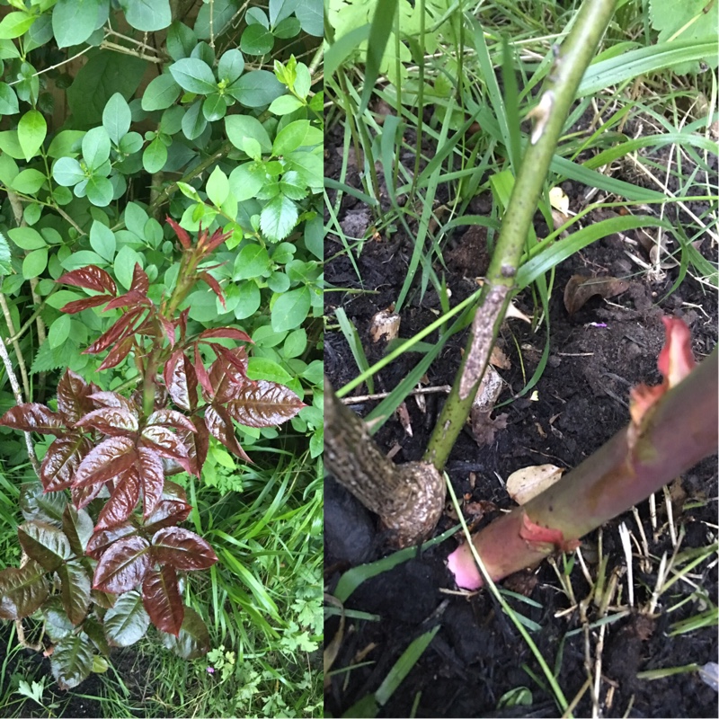 Rosa Chewalbygold syn. Rosa Gold Charm in the GardenTags plant encyclopedia Rose Gold Charm (Climbing) in the GardenTags plant encyclopedia