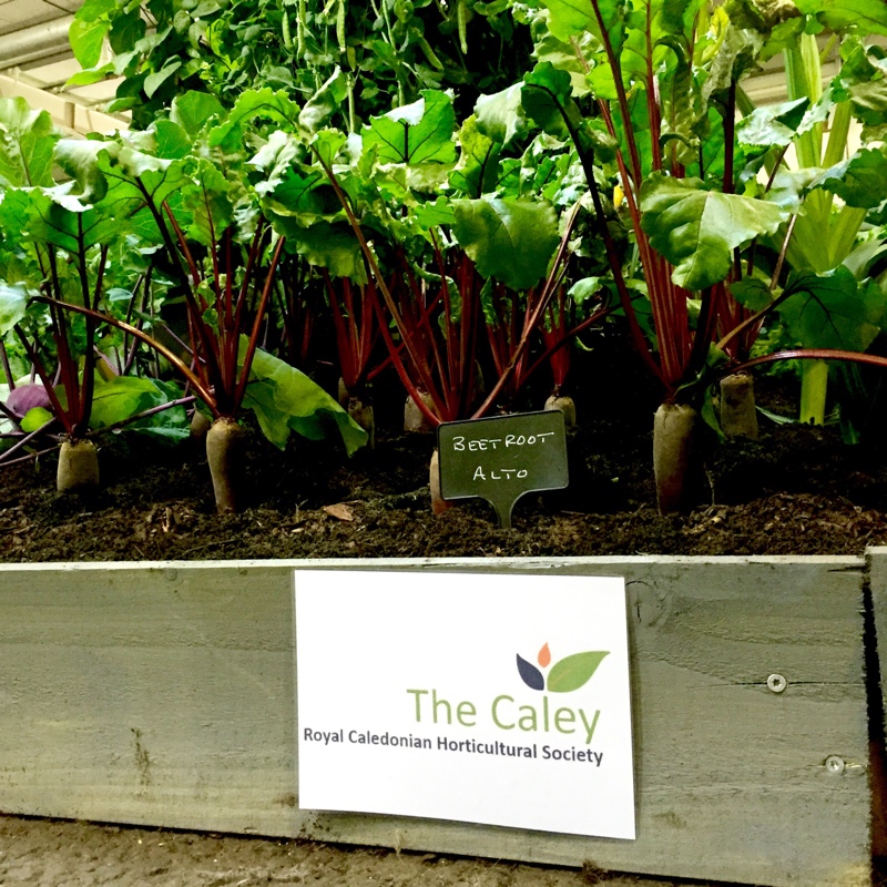 Beta Vulgaris in the GardenTags plant encyclopedia Beetroot in the GardenTags plant encyclopedia