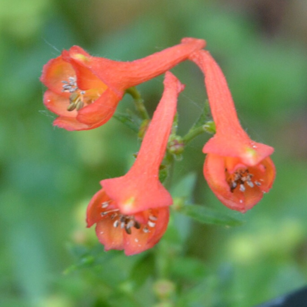 Delphinium nudicaule Redcap in the GardenTags plant encyclopedia Delphinium Redcap in the GardenTags plant encyclopedia