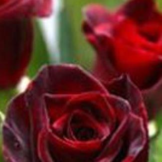 Rosa Korfleur syn. Rosa Black Beauty in the GardenTags plant encyclopedia Rose Black Beauty (Hybrid Tea) in the GardenTags plant encyclopedia