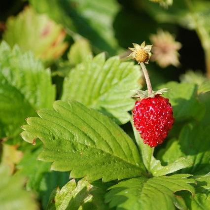 Woodland Strawberry in the GardenTags plant encyclopedia
