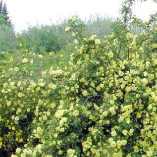 Rose (Species) in the GardenTags plant encyclopedia