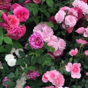 Rosa (Floribunda) in the GardenTags plant encyclopedia Rose (Floribunda) in the GardenTags plant encyclopedia