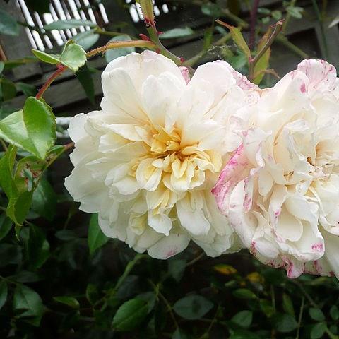 Rosa (Rambler) in the GardenTags plant encyclopedia Rose (Rambler) in the GardenTags plant encyclopedia