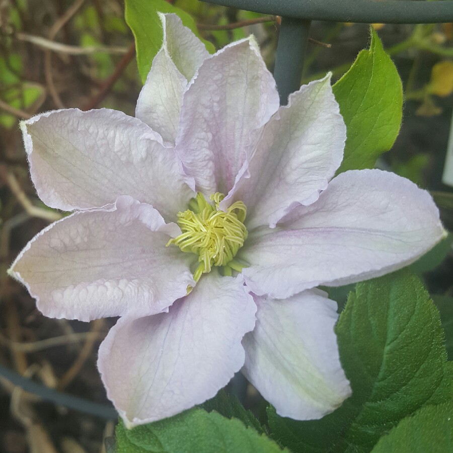 Clematis Chelsea™ evipo051 in the GardenTags plant encyclopedia Clematis Chelsea in the GardenTags plant encyclopedia