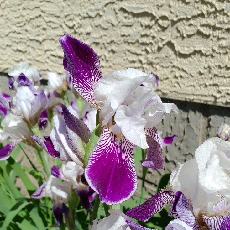 Iris x germanica 'Alcazar', Bearded Iris 'Alcazar' (Tall) in GardenTags ...