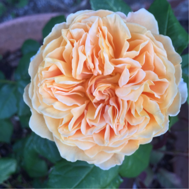 Rosa Auswinter syn. Rosa Crown Princess Margareta in the GardenTags plant encyclopedia Rose Crown Princess Margareta (Shrub) in the GardenTags plant encyclopedia
