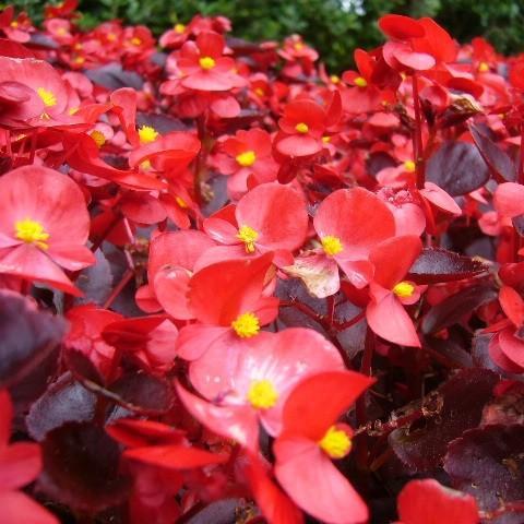 Begonia in the GardenTags plant encyclopedia Begonia in the GardenTags plant encyclopedia