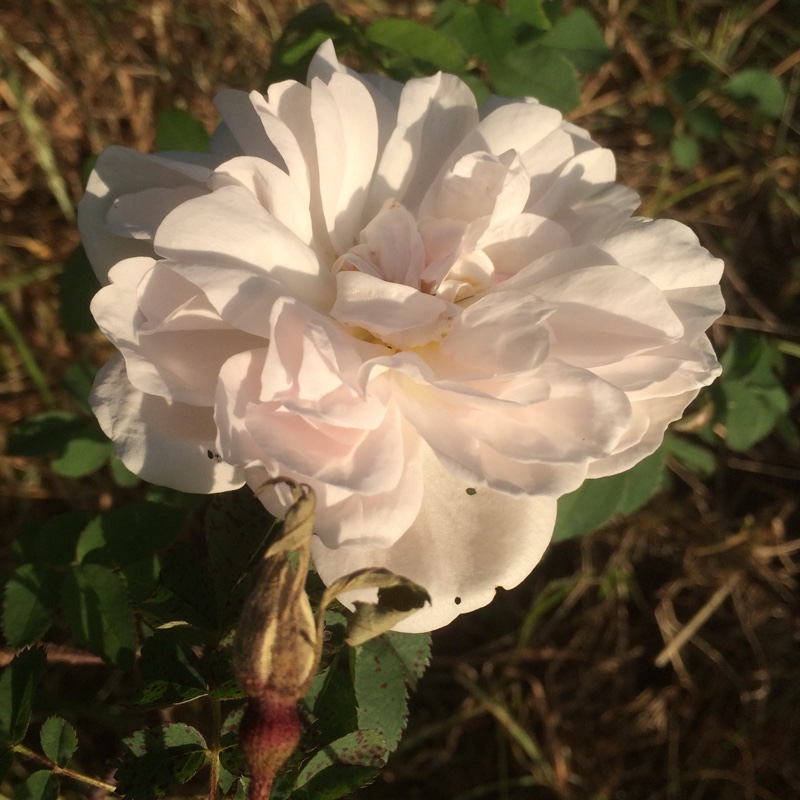 Rosa Stanwell Perpetual in the GardenTags plant encyclopedia Old Rose Stanwell Perpetual in the GardenTags plant encyclopedia