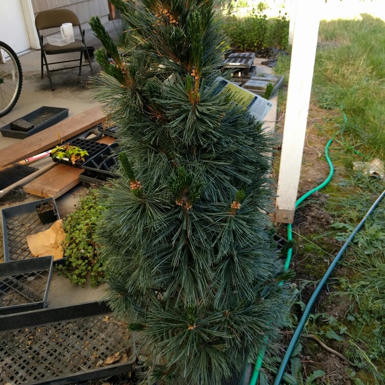 Pinus flexilis Vanderwulfs Pyramid in the GardenTags plant encyclopedia Vanderwulfs Pyramid Limber Pine in the GardenTags plant encyclopedia