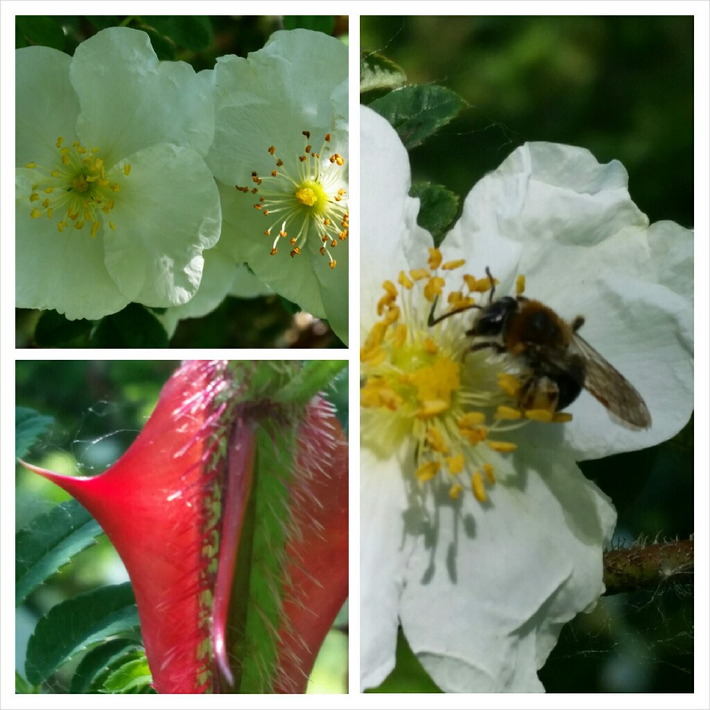 Rosa omeiensis f. pteracanth syn. Rosa sericea subsp. omeiensis f. pteracanth, Rosa omeiensis var. pteracantha in the GardenTags plant encyclopedia Rose (Species) Winged Thorn Rose in the GardenTags plant encyclopedia