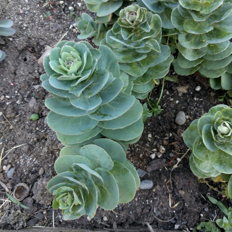Sedum Telephium Rosetta in the GardenTags plant encyclopedia Stonecrop Rosetta in the GardenTags plant encyclopedia