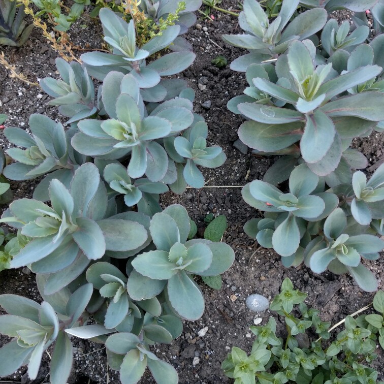 Sedum Telephium Marina in the GardenTags plant encyclopedia Stonecrop Marina in the GardenTags plant encyclopedia