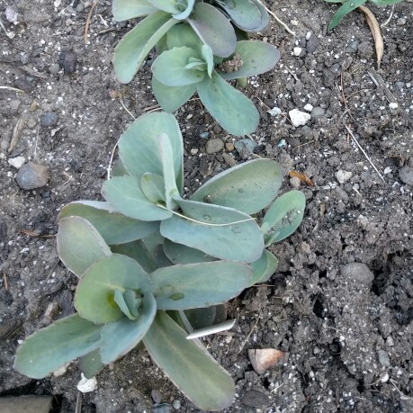 Sedum Telephium Dynomite in the GardenTags plant encyclopedia Stonecrop Dynomite in the GardenTags plant encyclopedia