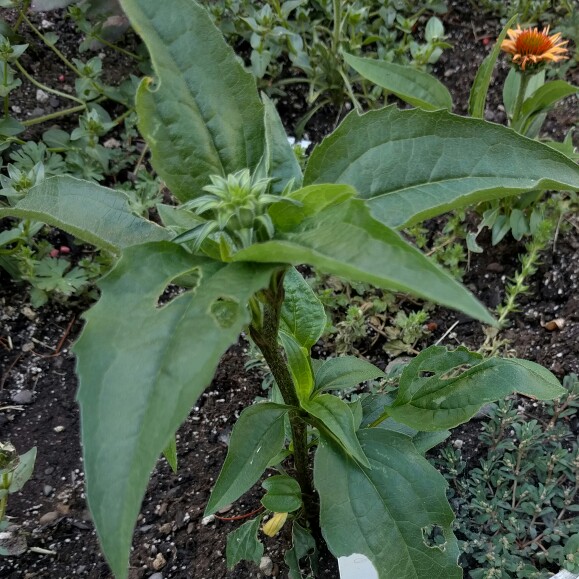 Echinacea purpurea Ruby Giant (Prairie Pillars Series) in the GardenTags plant encyclopedia Coneflower Ruby Giant in the GardenTags plant encyclopedia
