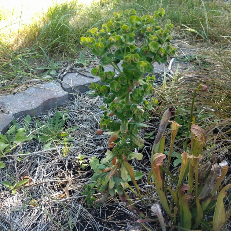 Euphorbia amygdaloides Golden Glory in the GardenTags plant encyclopedia Wood Spurge Golden Glory in the GardenTags plant encyclopedia