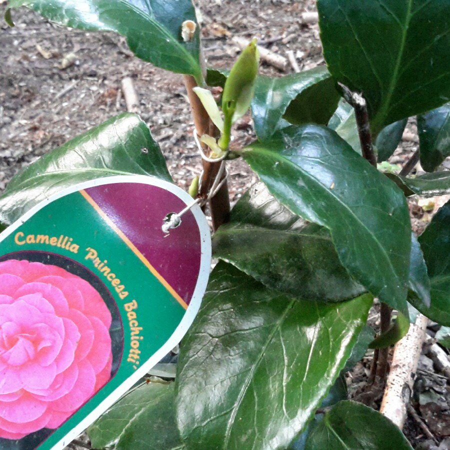 Camellia Princess Bachiotti in the GardenTags plant encyclopedia Camellia Princess Bachiotti in the GardenTags plant encyclopedia