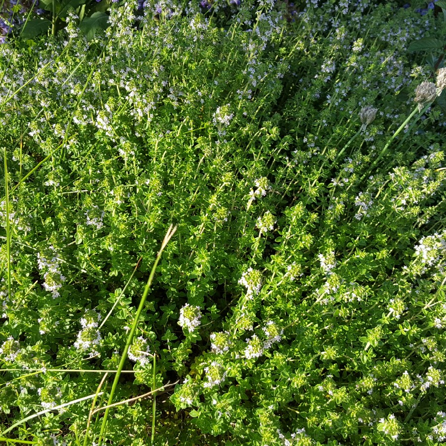 German Thyme in the GardenTags plant encyclopedia