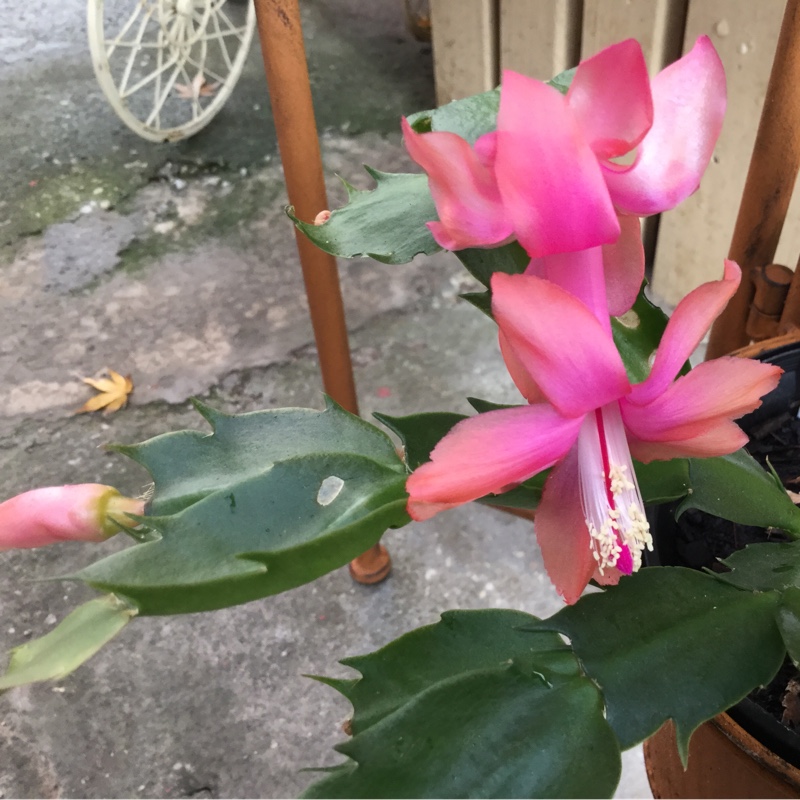 Schlumbergera Truncata Tina in the GardenTags plant encyclopedia Zygocactus Tina in the GardenTags plant encyclopedia