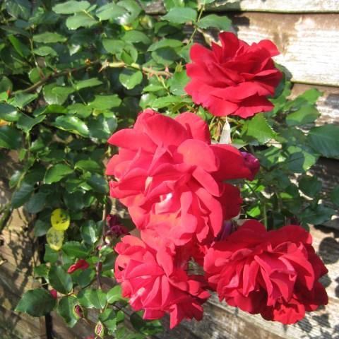 Rose The Princes Trust Harholding in the GardenTags plant encyclopedia