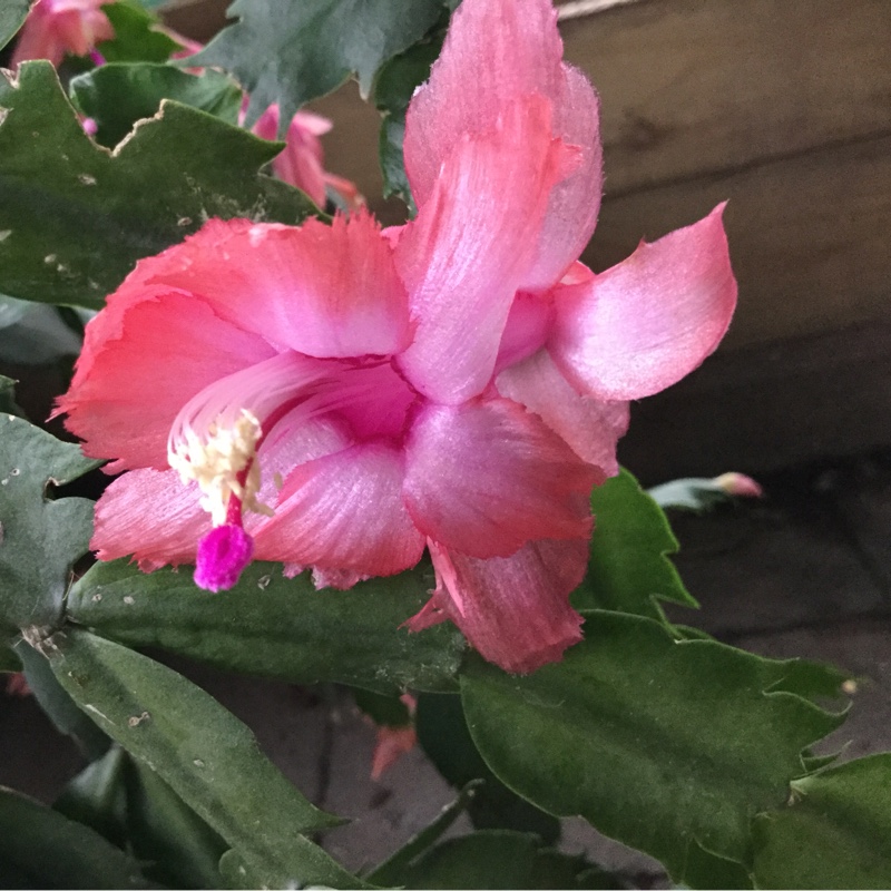 Schlumbergera truncata Savannah in the GardenTags plant encyclopedia Zygo Cactus Savannah in the GardenTags plant encyclopedia