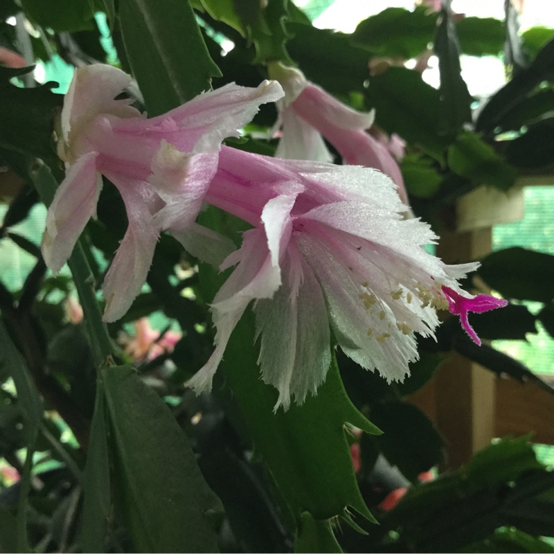 Schlumbergera truncata Aspen in the GardenTags plant encyclopedia Zygocactus Aspen in the GardenTags plant encyclopedia