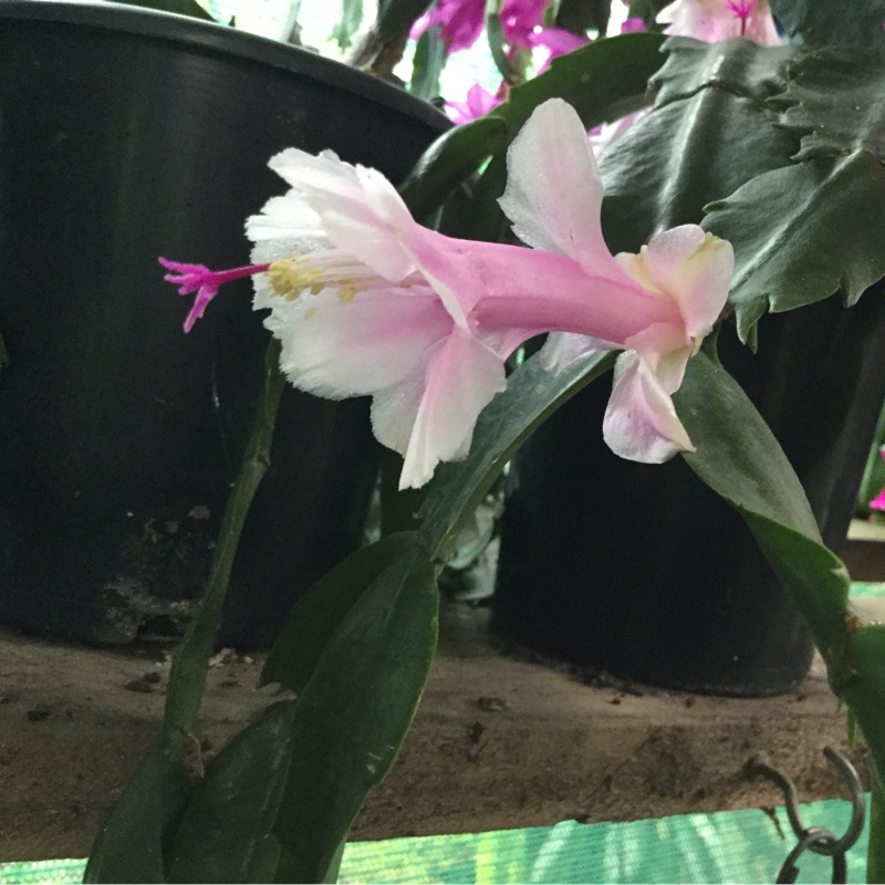 Schlumbergera truncata Bridgeport in the GardenTags plant encyclopedia Zygocactus Bridgeport in the GardenTags plant encyclopedia