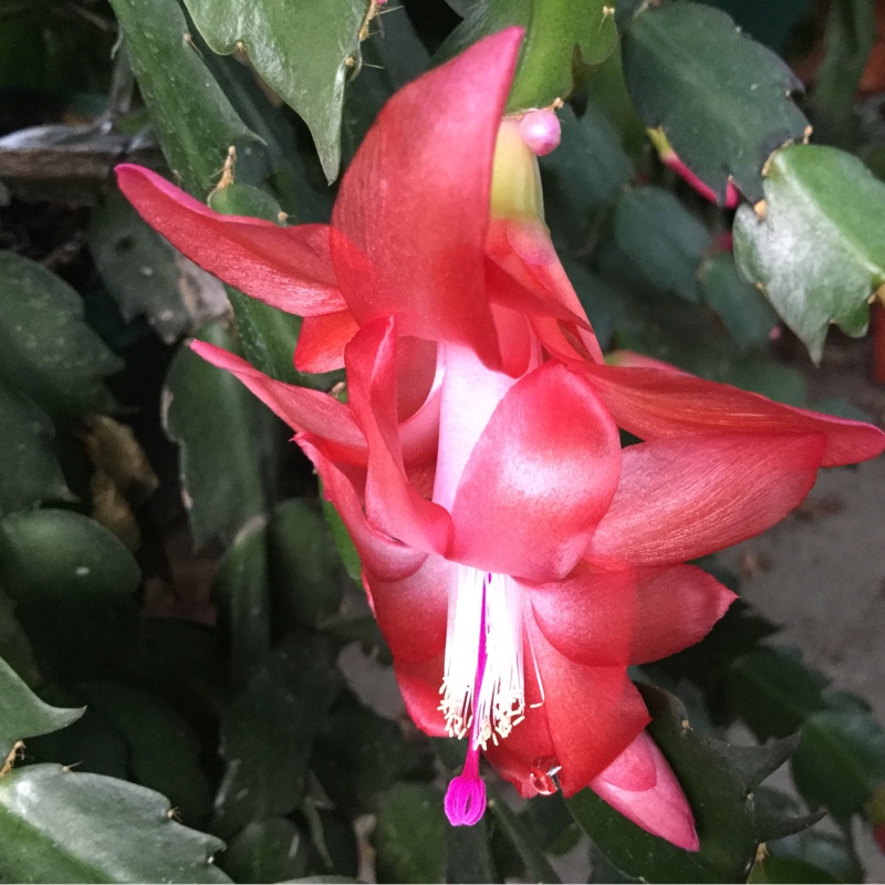 Schlumbergera truncata Orange Fantasy in the GardenTags plant encyclopedia Zygocactus Orange Fantasy in the GardenTags plant encyclopedia